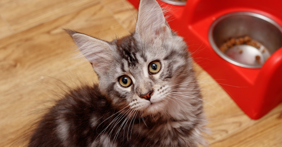 Comment bien nourrir un Maine Coon ? Nos conseils pour choisir des croquettes