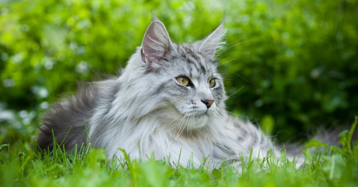Encyclopédie du chat: Chat Maine Coon - Caractéristiques, soins, santé