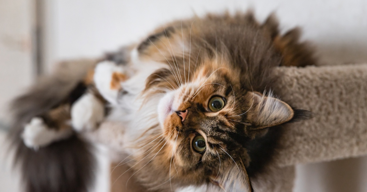 Quel arbre à chat choisir pour un Maine Coon