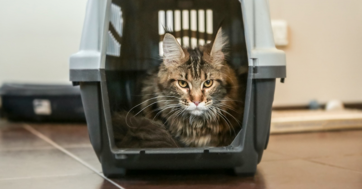 Quelles sont les dimensions de la cage de transport idéale pour un Maine Coon