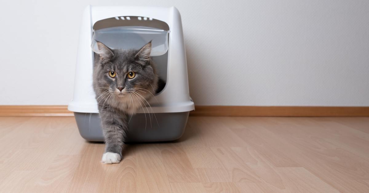 Quel bac à litière acheter pour un Maine Coon