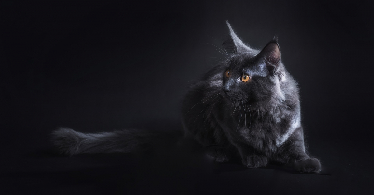 Maine Coon noir caractéristiques et photos