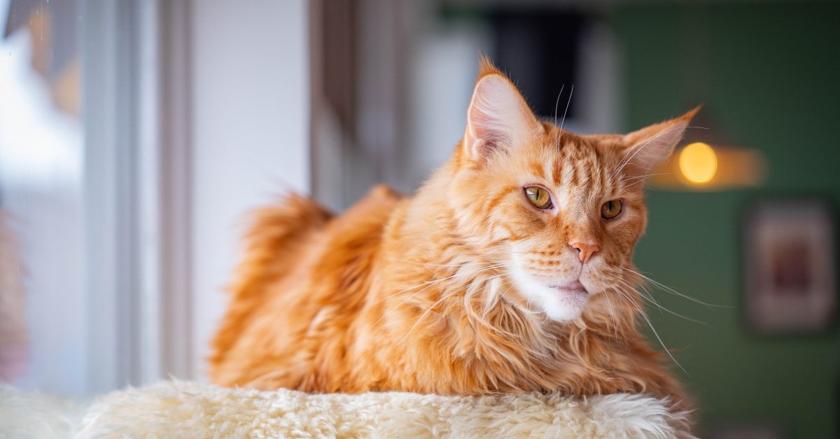 Maine Coon roux caractéristiques et photos