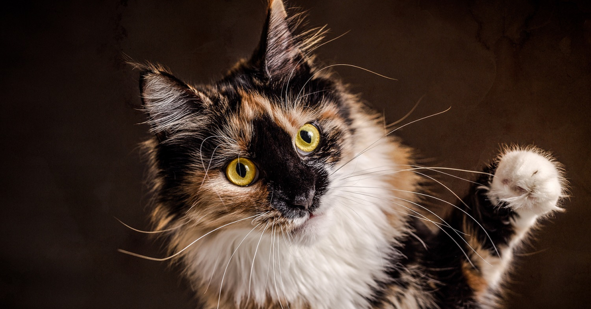 Maine Coon écaille de tortue caractéristiques et photos
