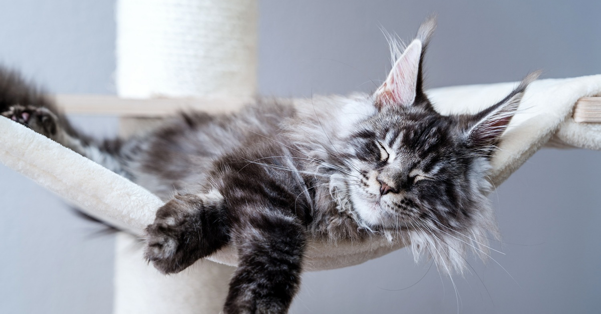 Maine Coon black silver caractéristiques et photos