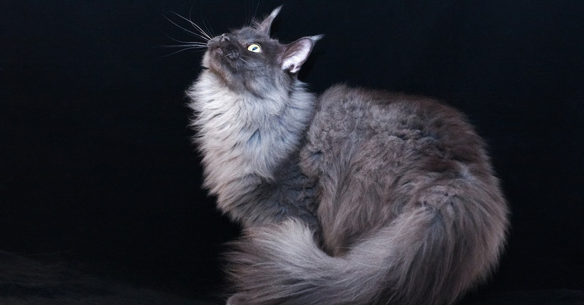 Maine Coon blue smoke caractéristiques et photos