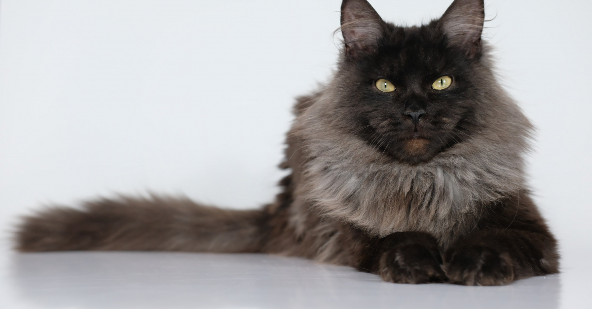 Maine Coon black smoke caractéristiques et photos Maine Coon black smoke caractéristiques et photos