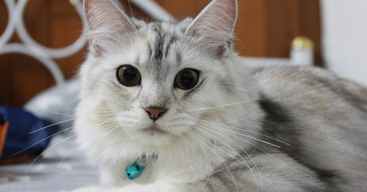 Maine Coon croisé caractéristiques et photos