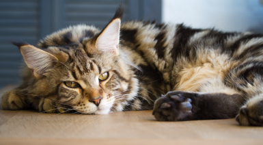 Traiter l’arthrose chez son Maine Coon