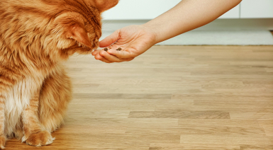 Choisir des croquettes adaptées à son Maine Coon ? Notre avis sur les croquettes Hill’s pour chat