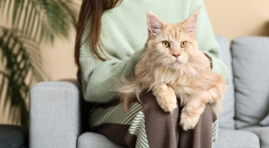 Les besoins nutritionnels du Maine Coon à chaque étape de sa vie