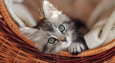 La croissance du chaton Maine Coon