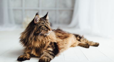Contrôler le poids de forme de son Maine Coon