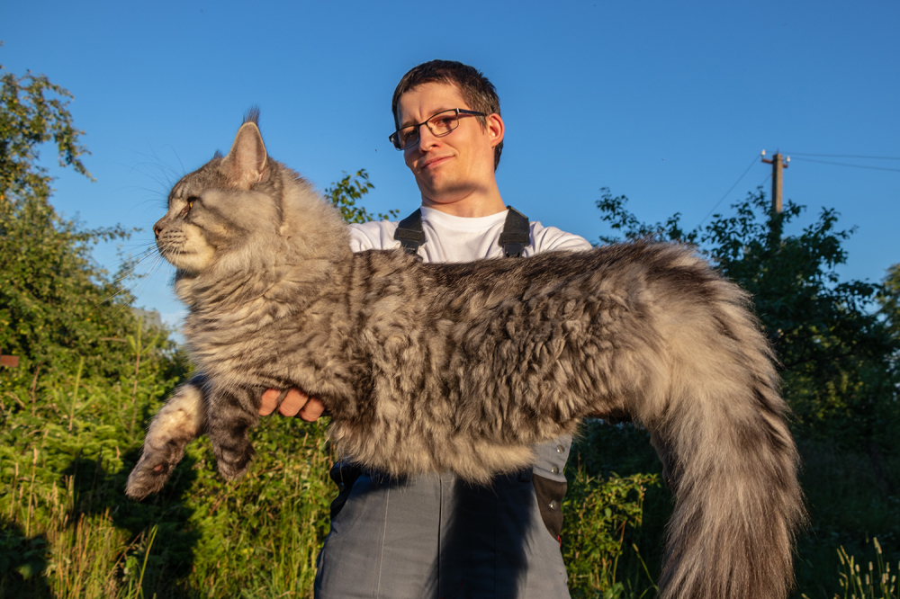 Maine Coon XXL Caract ristiques Et Photos